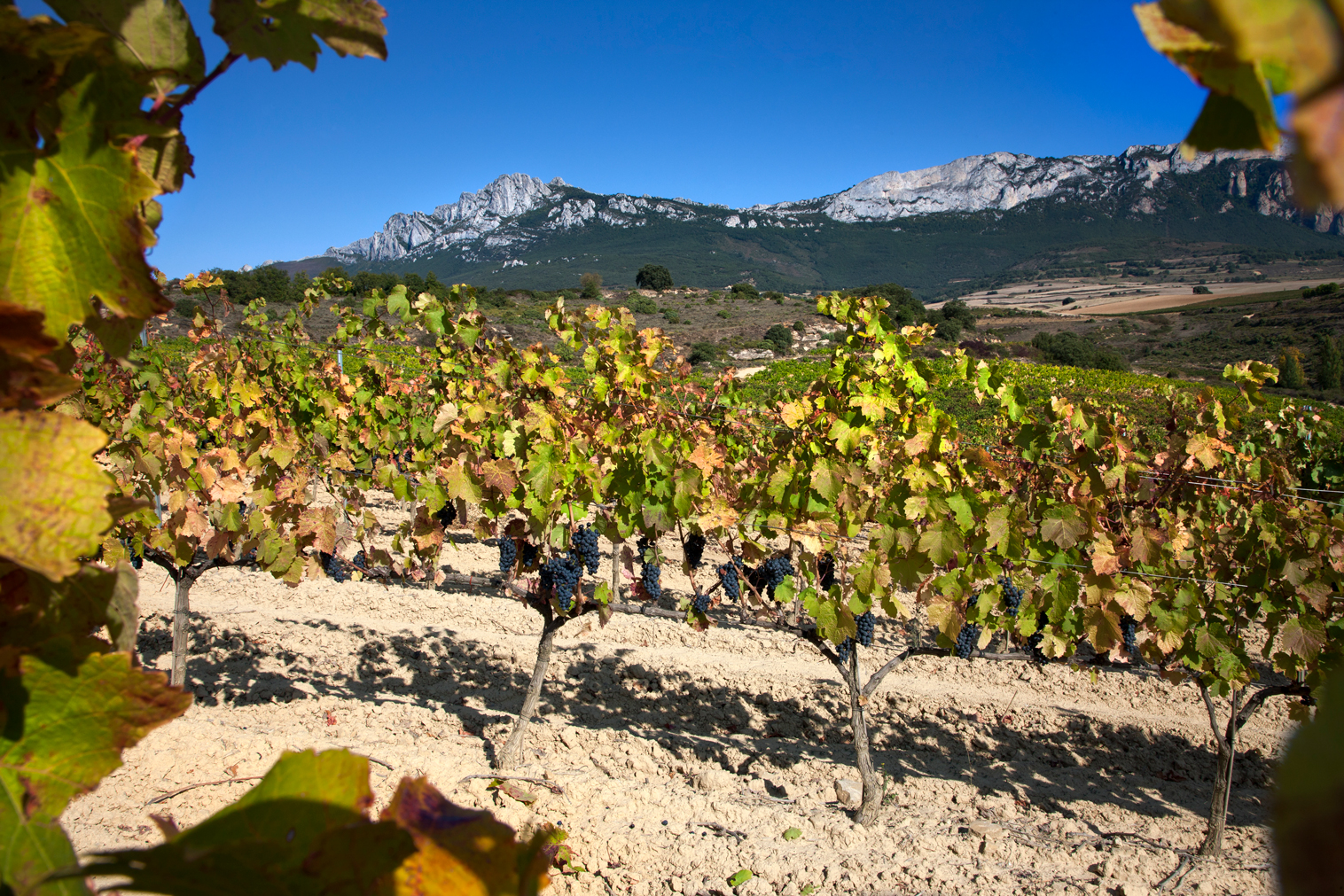 Un viñedo especial a los pies de la sierra