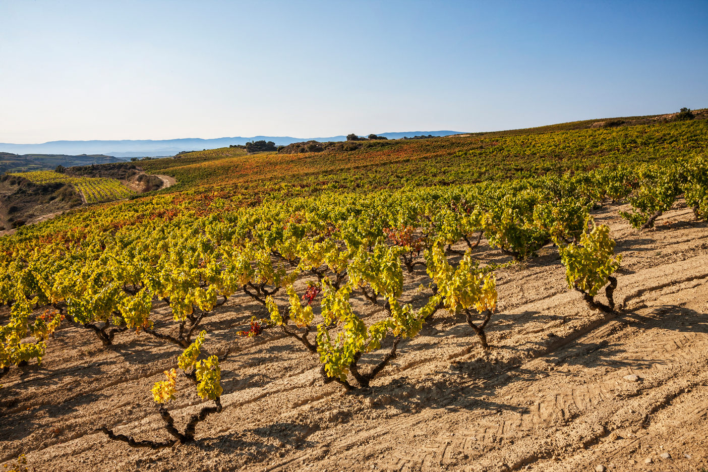 Nuestro grupo adquiere una reconocida bodega fundada en Laguardia en 1968