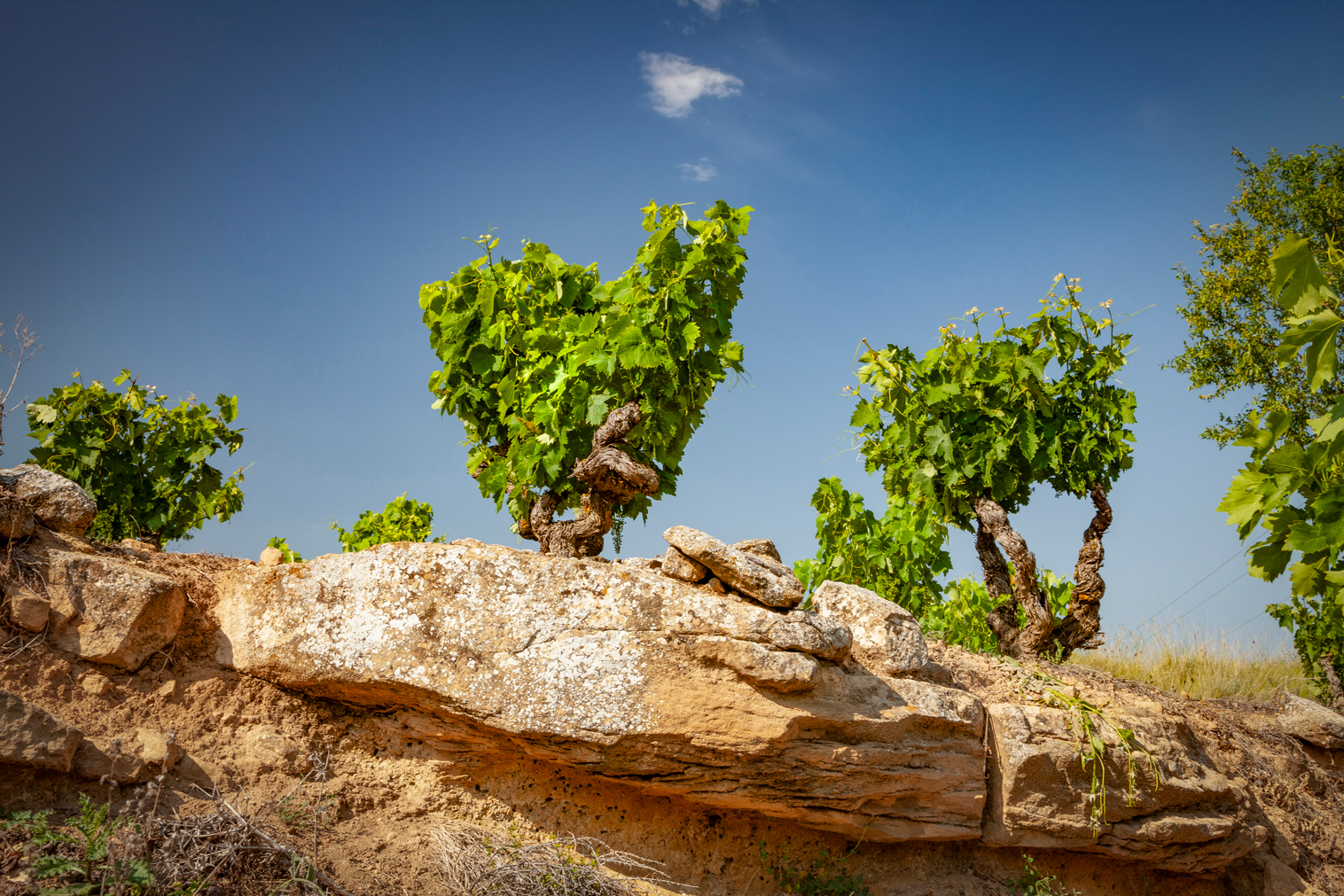 Las viñas viejas de Rioja siguen la forma de cultivo tradicional