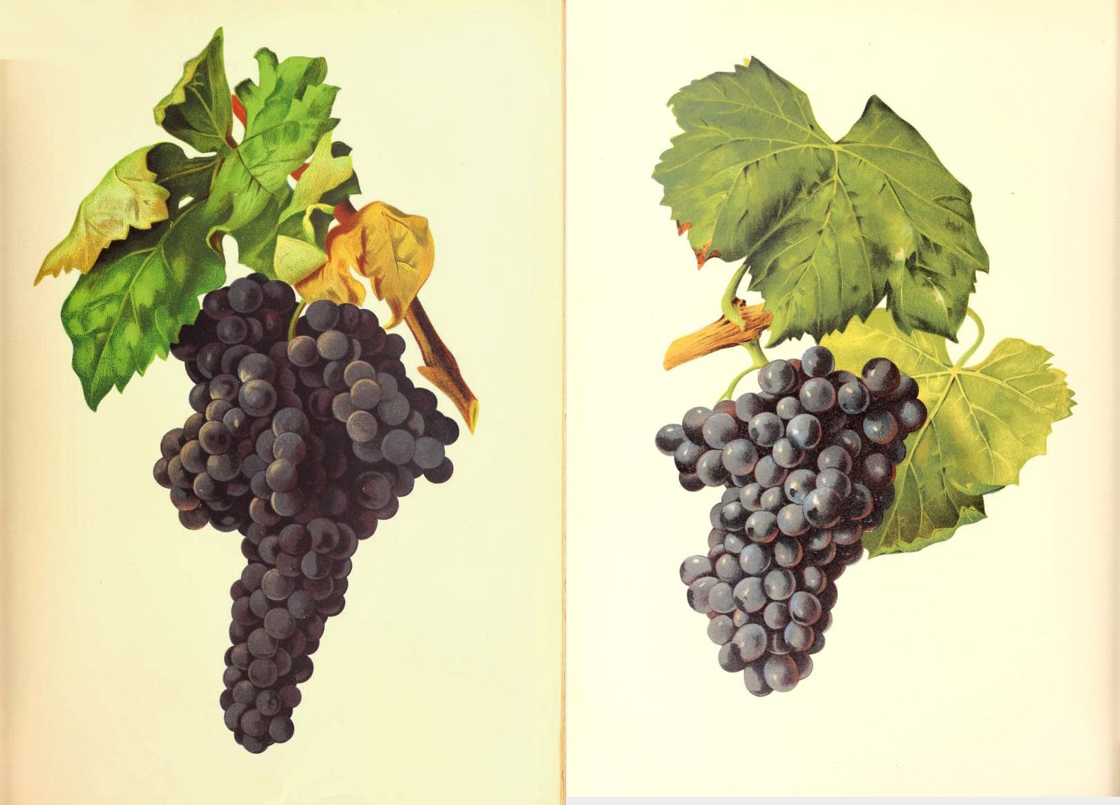 Dos variedades clásicas, dos expresiones de Rioja