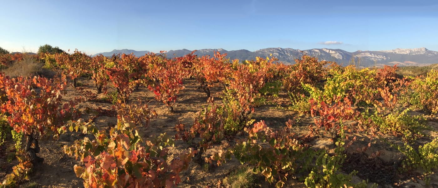 El bello otoño de 2016