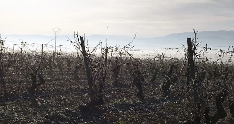 La poda, una de las prácticas vitícolas más importantes del año