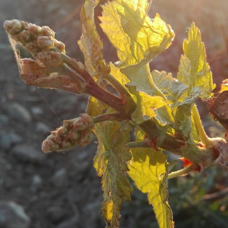 La magia de la brotación