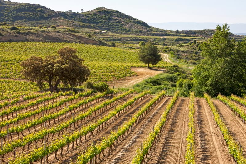 El consumidor está ávido de diferenciación&quot;
