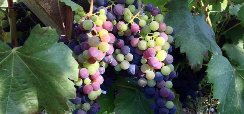 Cuando la uva cambia de color