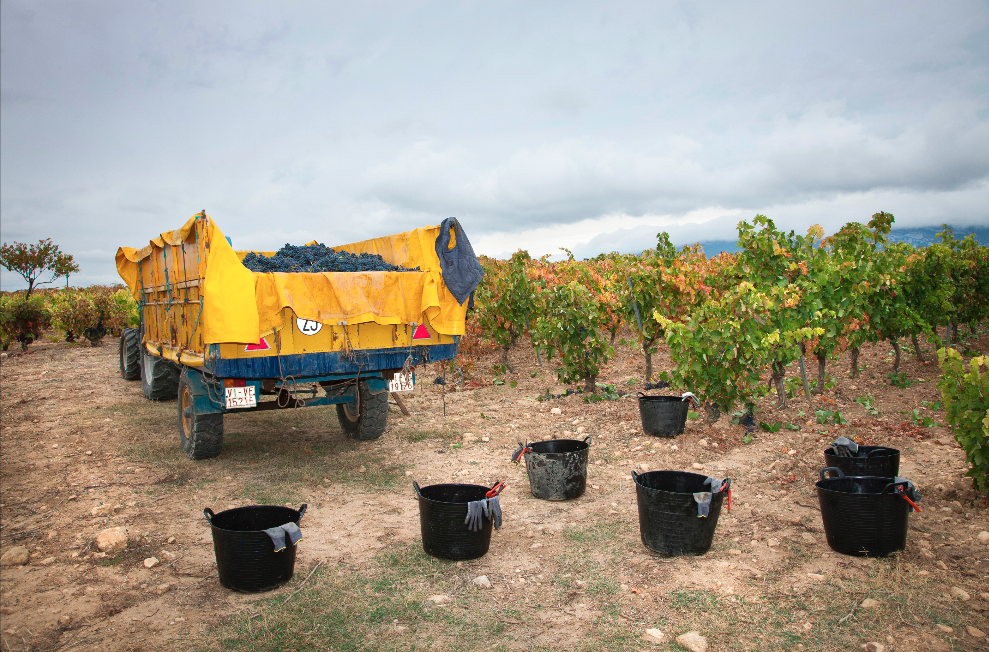 Qué bebemos cuando estamos de vendimia