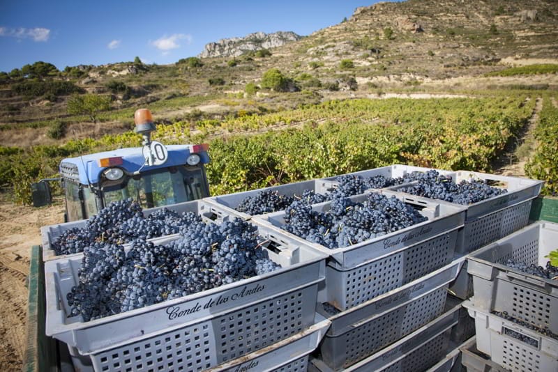 Vendimiando Conde de los Andes