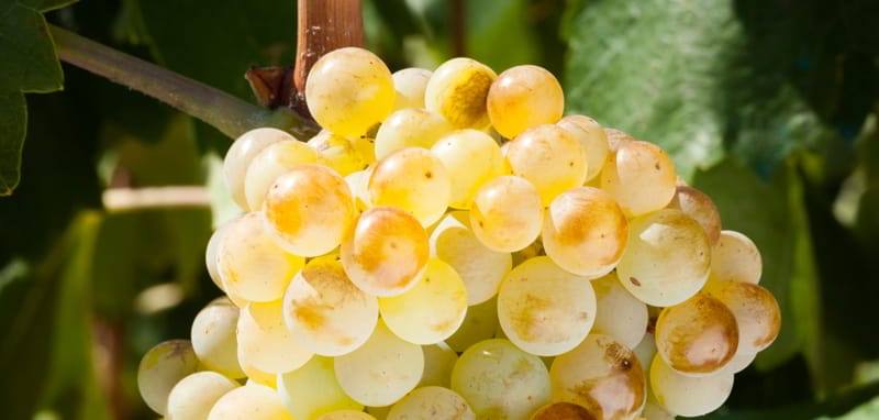 Viura, tímida y eterna