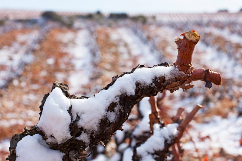La nieve extiende su efecto beneficioso sobre el viñedo