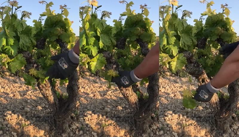 ¿Qué pasaría si no esperguráramos?