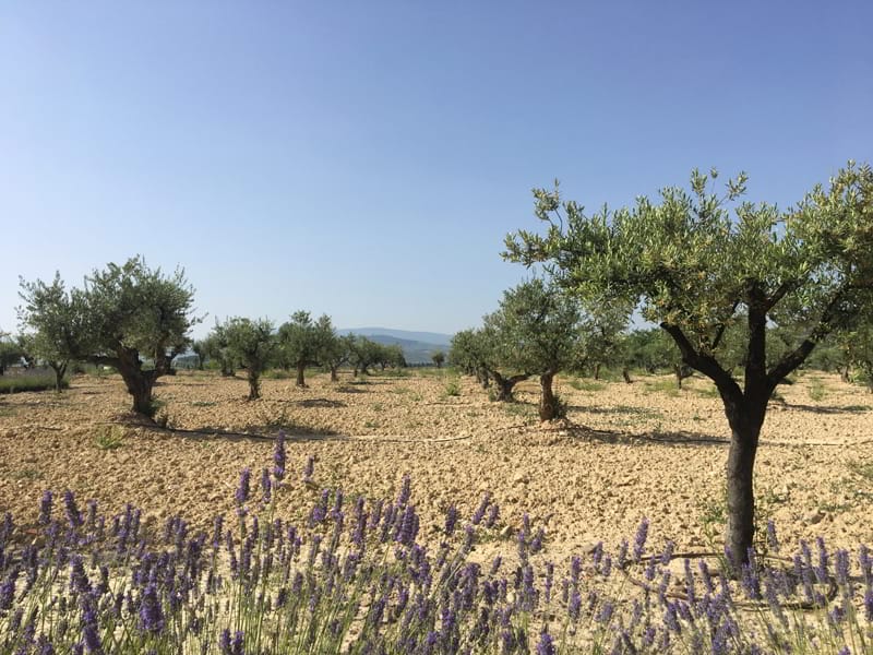 120 new olive trees in Rioja Alavesa