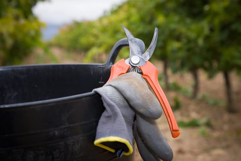 Vendimia 2018: a punto