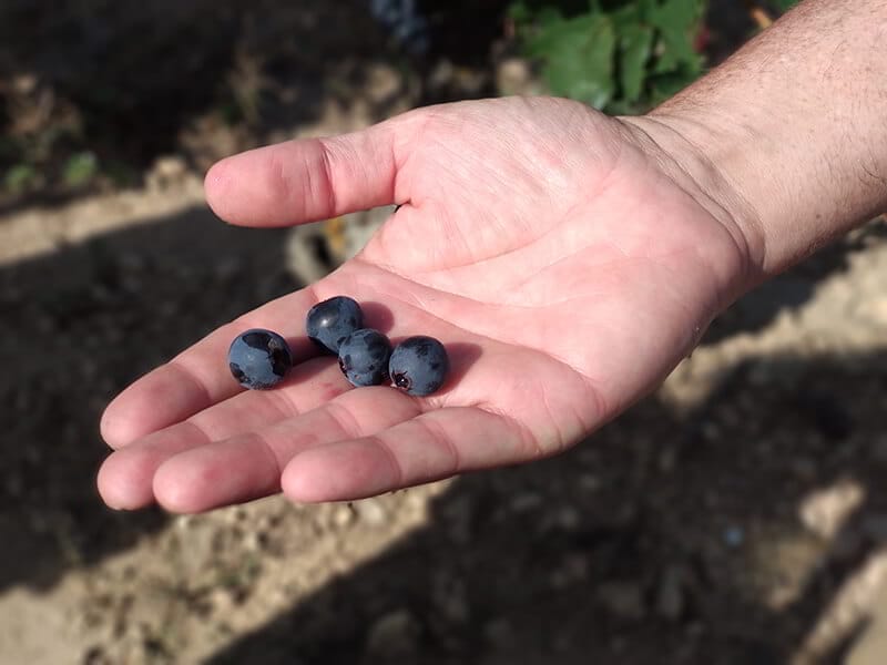 Antes de la vendimia, muestreamos