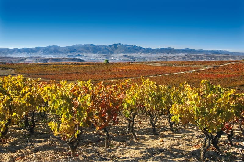 Un altiplano de viña llamado El Gallo
