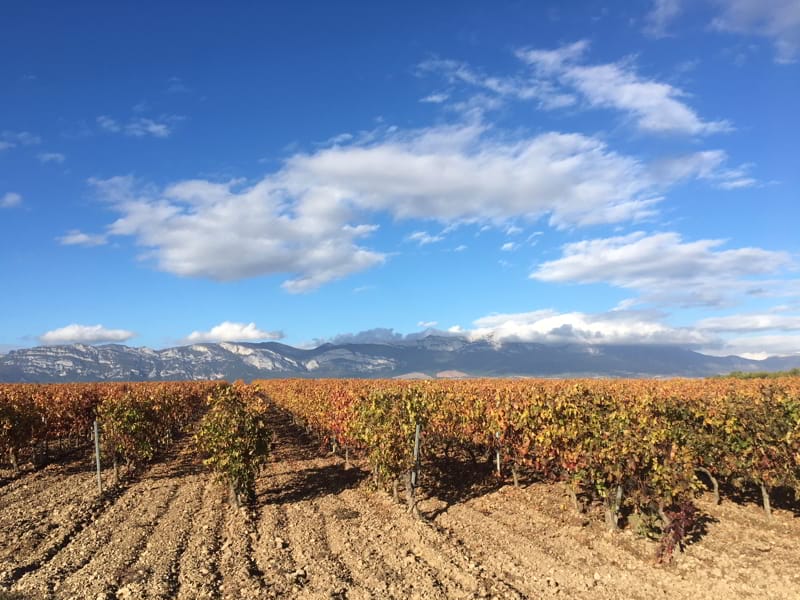 Muriel Wines launches tiendarioja.com