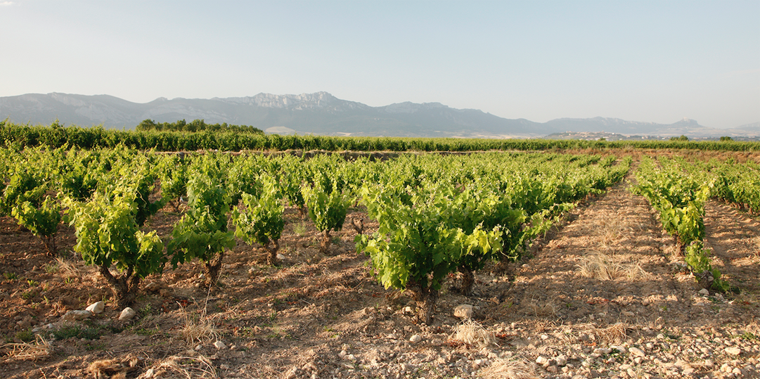 Our Reservas: 93 and 94 Suckling points