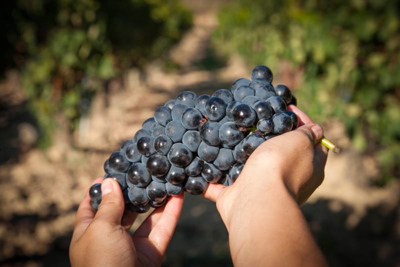 Descubriendo gastronomías de la vendimia