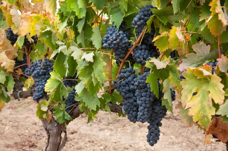 Why does Tempranillo deserves a Tempranillo Day?