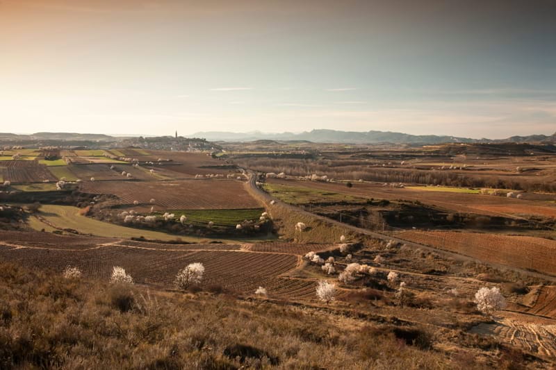 El paisaje de los almendros en flor