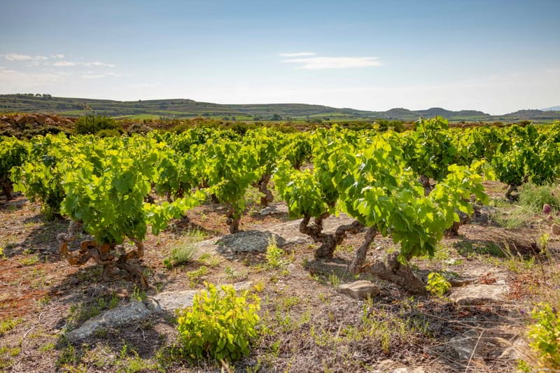 ¿Por qué escoger un Gran Reserva?