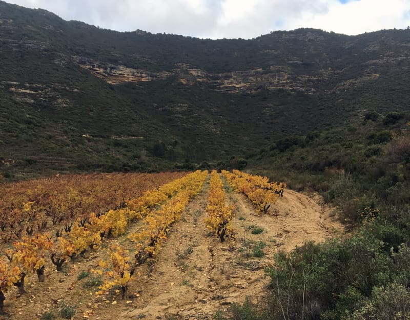 La cepa de viura más alta