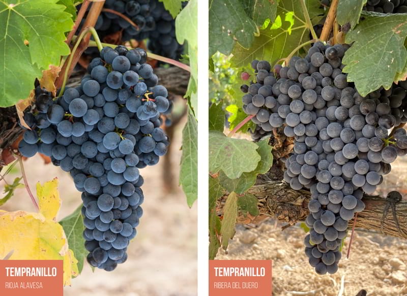 Tempranillos in Rioja and Ribera. Similar but different