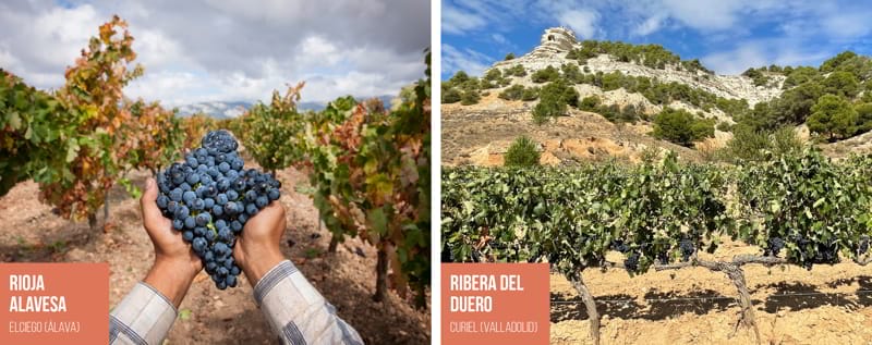 Tempranillos in Rioja and Ribera. Similar but different