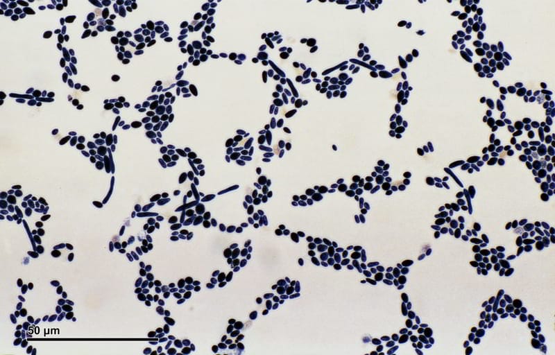 Gracias, Saccharomyces cerevisiae