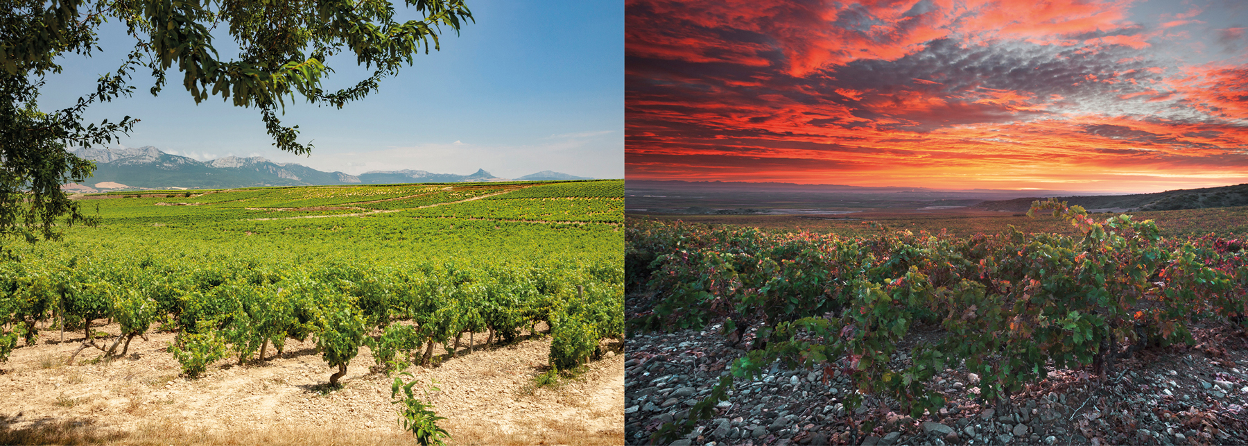 El ciego - Montalvillo