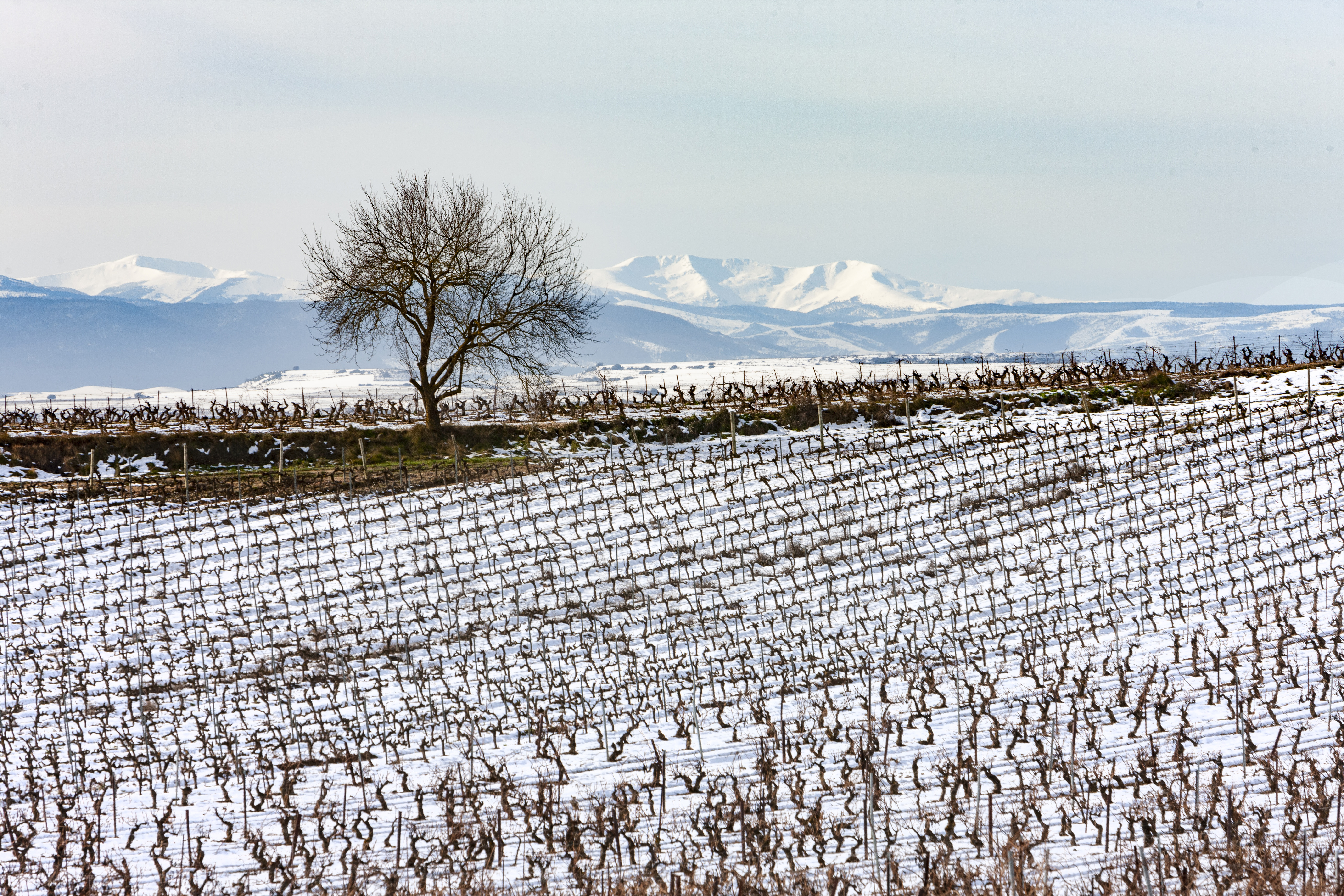 La nieve y el frío