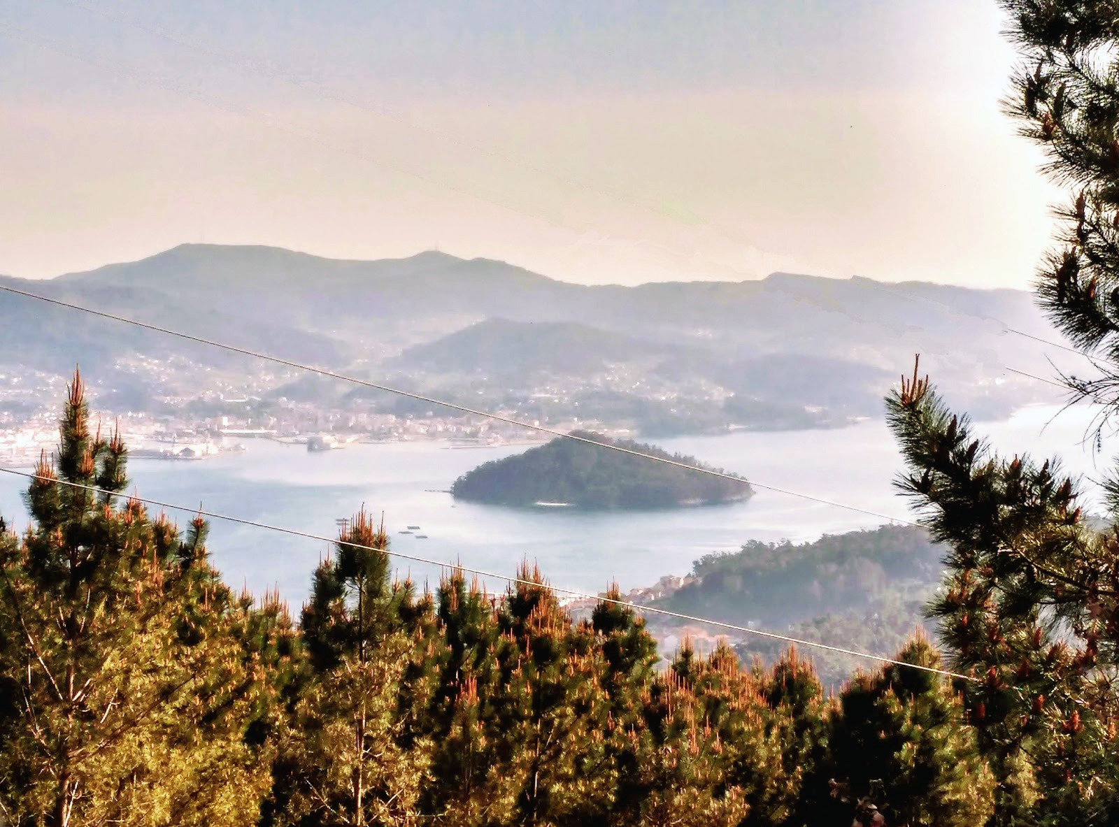 La ría de Pontevedra - secuoyas de Poio