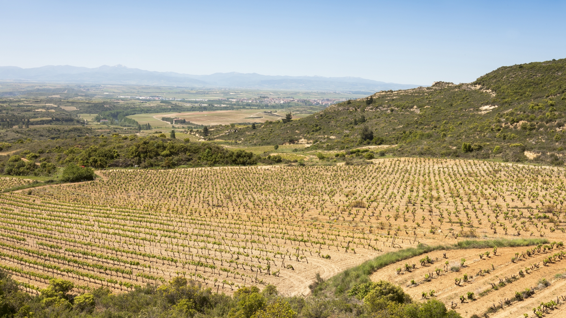 Conde de los Andes viñedos
