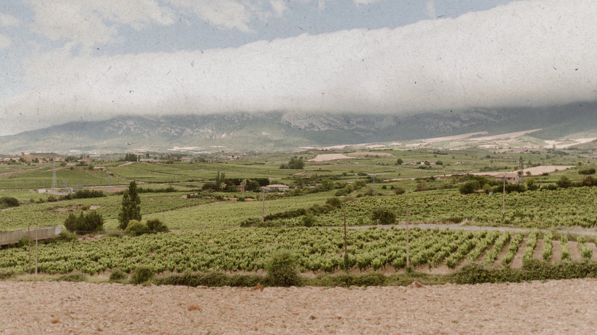 picnic con Bodegas Luis Alegre