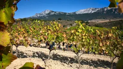 Un viñedo especial a los pies de la sierra