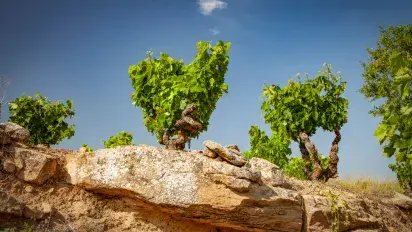 Las viñas viejas de Rioja siguen la forma de cultivo tradicional