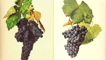 Dos variedades clásicas, dos expresiones de Rioja