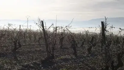 La poda, una de las prácticas vitícolas más importantes del año