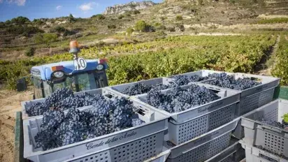 Harvesting Conde de los Andes