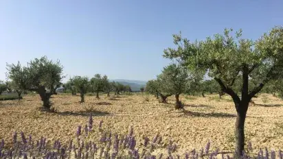 120 nuevos olivos en Rioja Alavesa