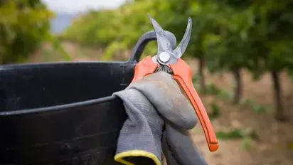 Ready for harvest 2018