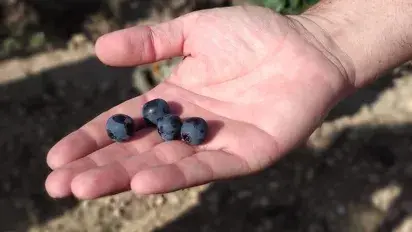 Before harvesting, we sample