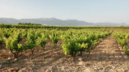 Nuestros Reservas: 93 y 94 puntos Suckling Nuestros Reservas: 93 y 94 puntos Suckling