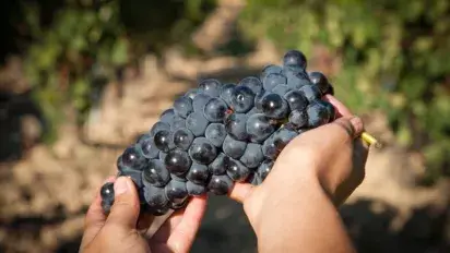 Descubriendo gastronomías de la vendimia