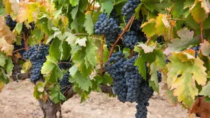 ¿Por qué la tempranillo tiene su propio día? ¿Por qué la tempranillo tiene su propio día?