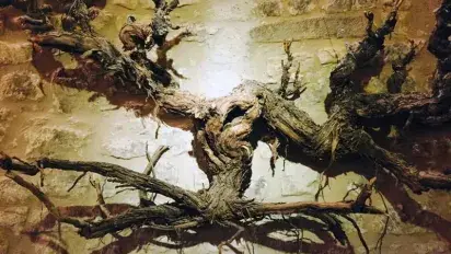 Filoxera: cuando la viña sufrió su gran epidemia Phylloxera: when the vineyard suffered its great pandemic