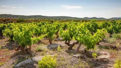 ¿Por qué escoger un Gran Reserva?