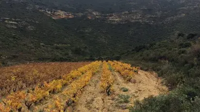 The highest Viura vine