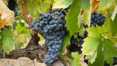 Tempranillo, "la belleza española"