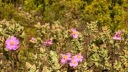 Flores entre las viñas