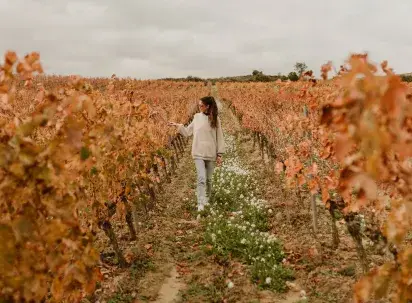enoturismo-vinedo-bodegas-luis-alegre